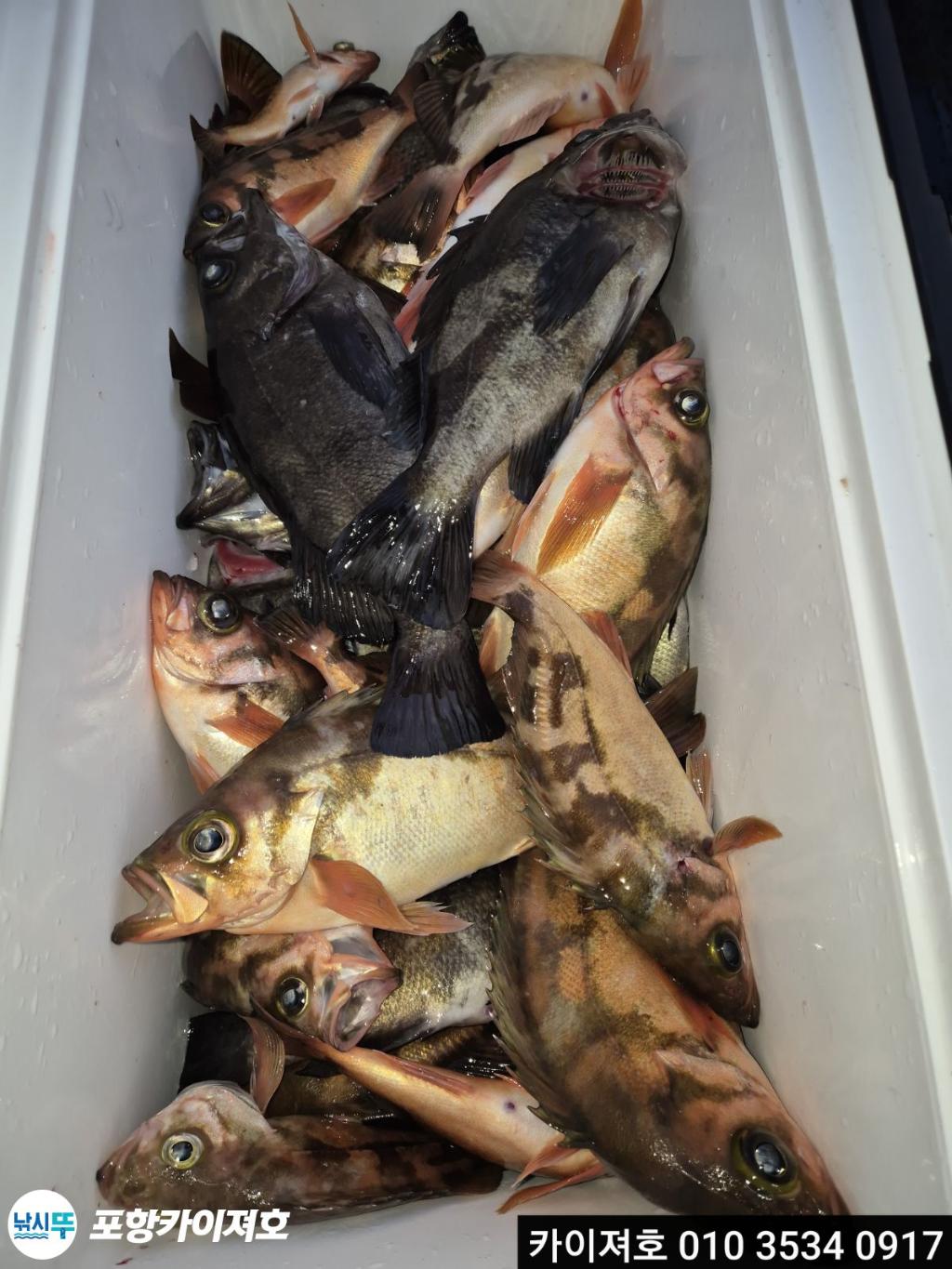 낚시뚜,도다리,영일만항,포항카이져호,낚시뚜9