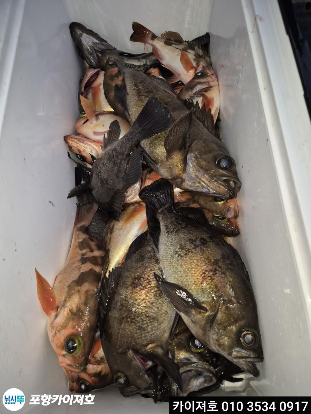 낚시뚜,도다리,영일만항,포항카이져호,낚시뚜8