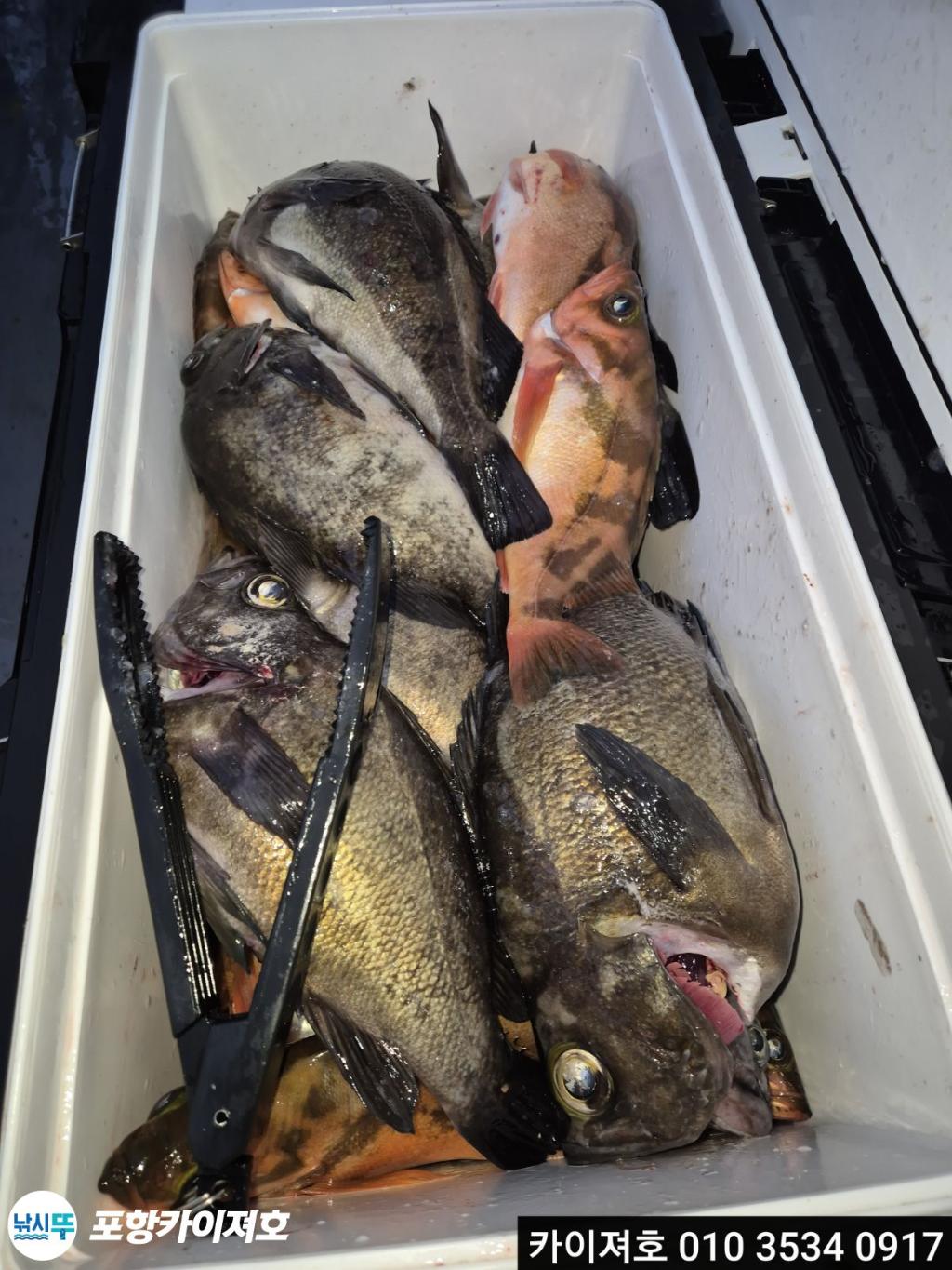 낚시뚜,도다리,영일만항,포항카이져호,낚시뚜7