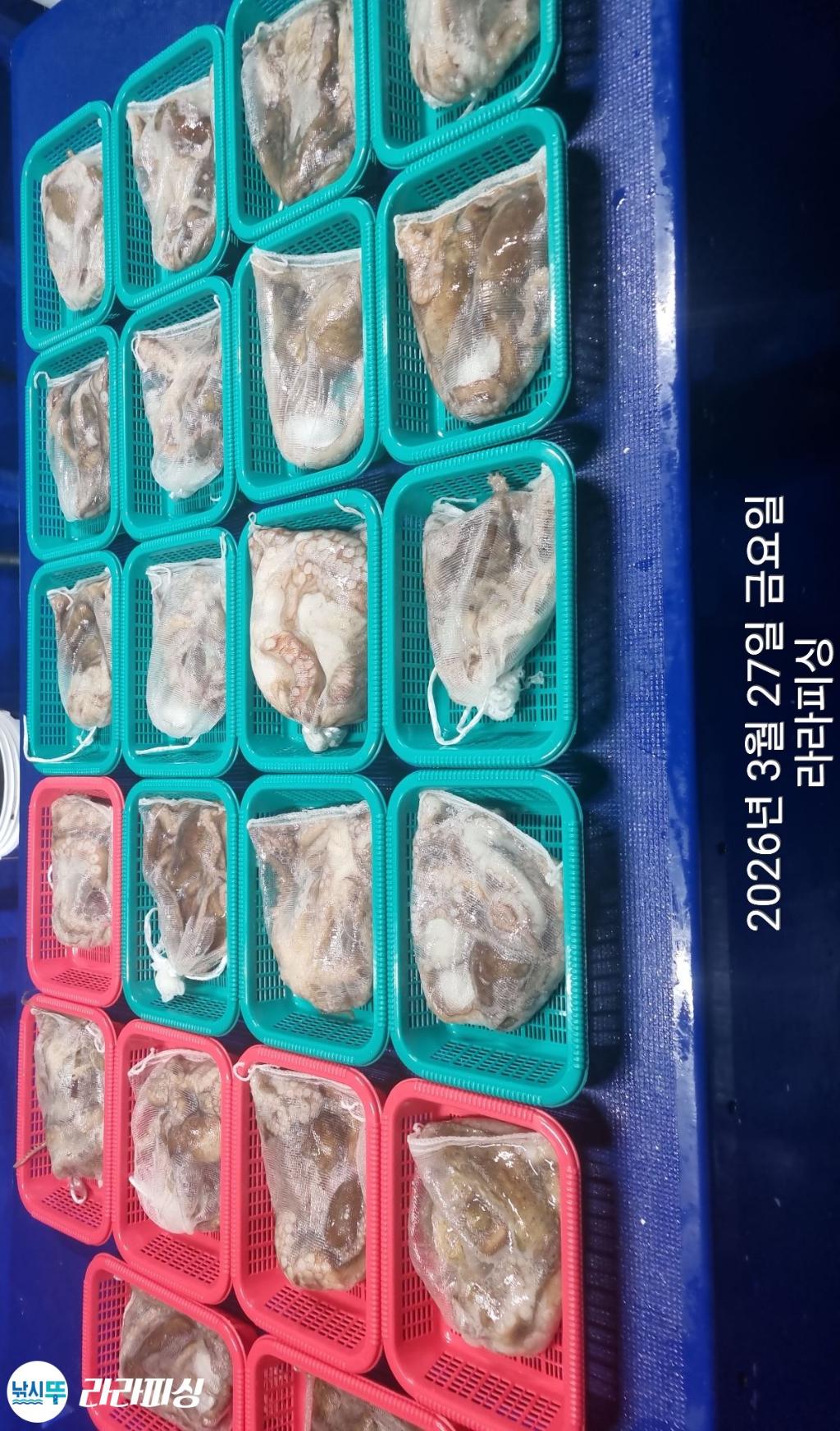 낚시뚜,낙지,돌문어,속천항(진해),라라피싱,낚시뚜18