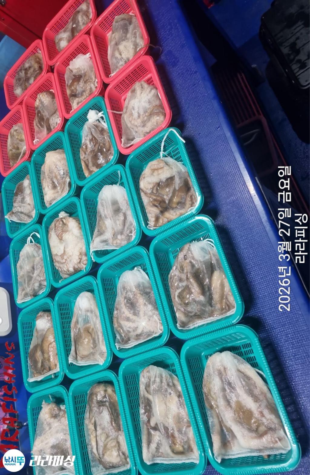 낚시뚜,낙지,돌문어,속천항(진해),라라피싱,낚시뚜16