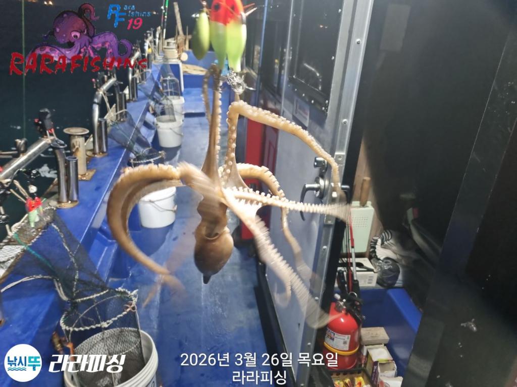 낚시뚜,낙지,돌문어,속천항(진해),라라피싱,낚시뚜11