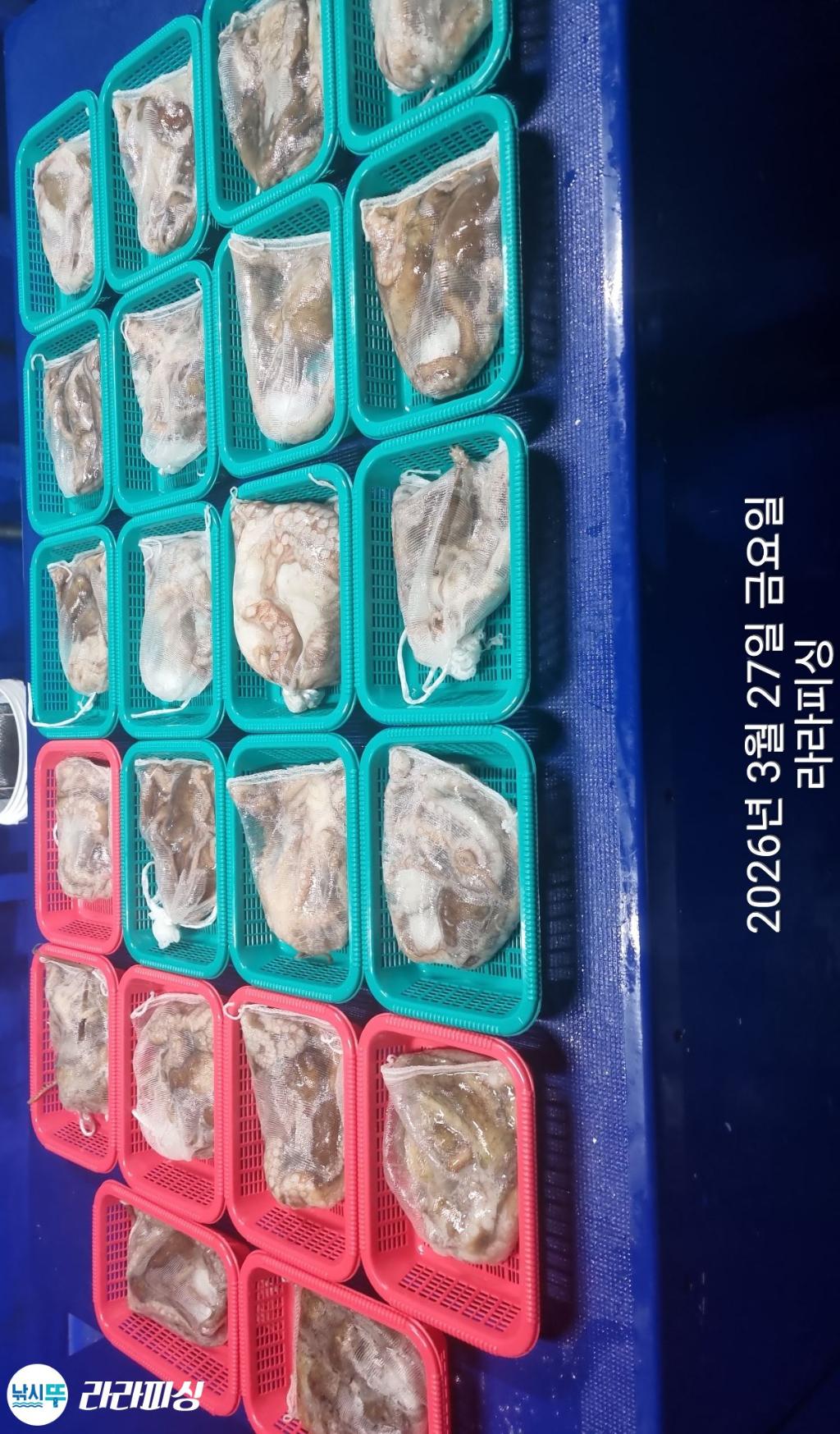 낚시뚜,낙지,돌문어,속천항(진해),라라피싱,낚시뚜21