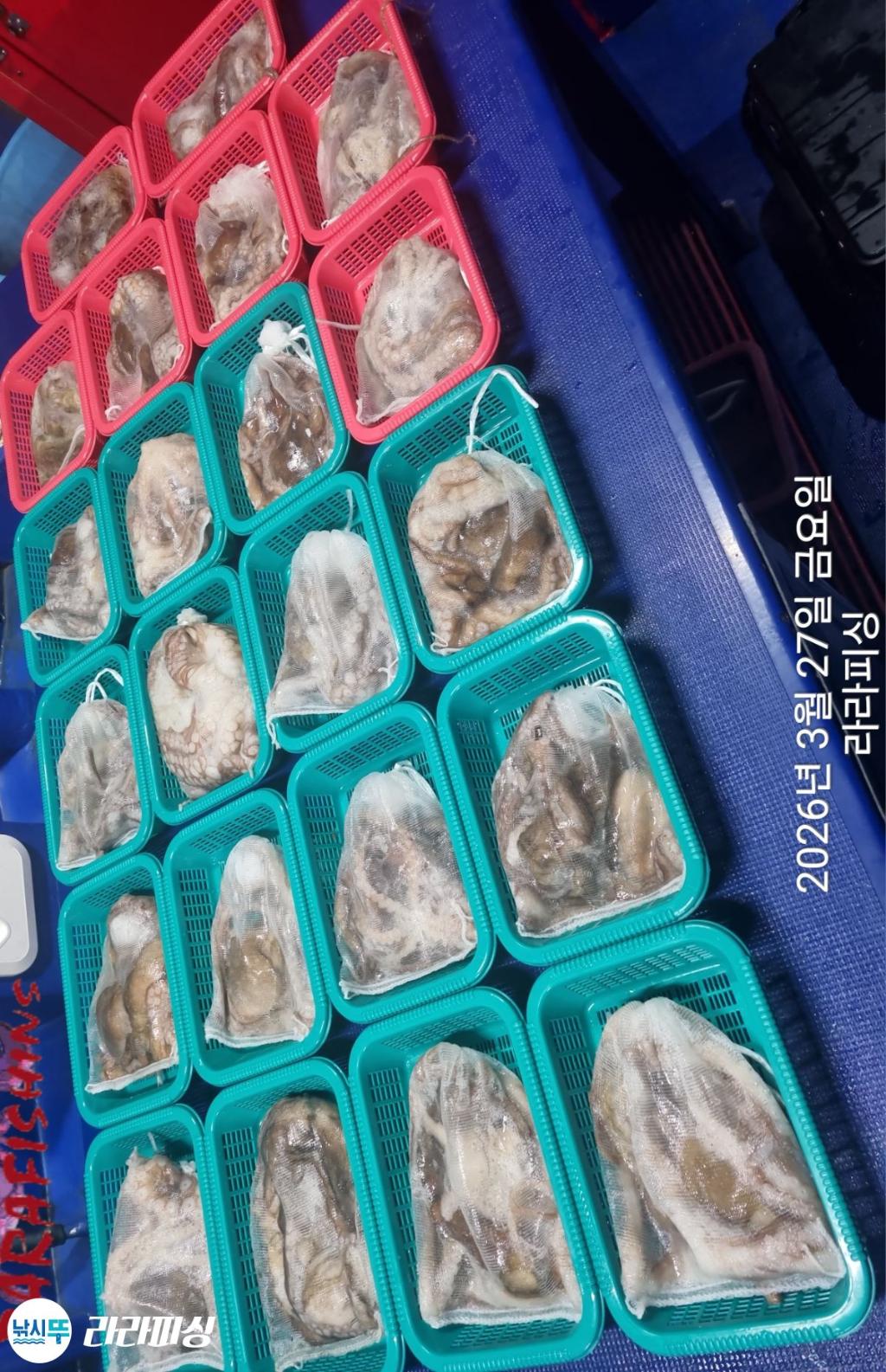 낚시뚜,낙지,돌문어,속천항(진해),라라피싱,낚시뚜19