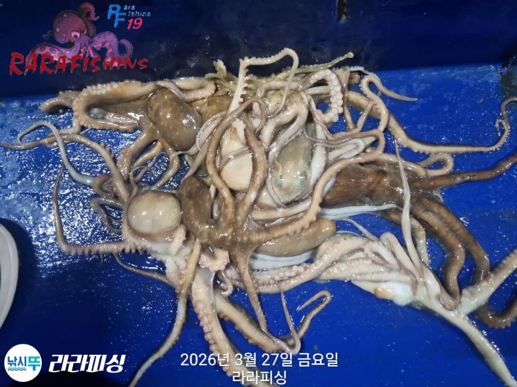 낚시뚜,낙지,돌문어,속천항(진해),라라피싱,낚시뚜18