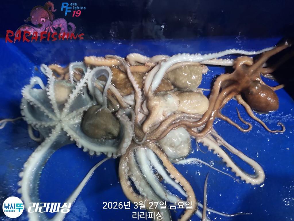 낚시뚜,낙지,돌문어,속천항(진해),라라피싱,낚시뚜17