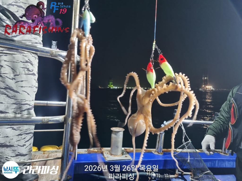낚시뚜,낙지,돌문어,속천항(진해),라라피싱,낚시뚜13