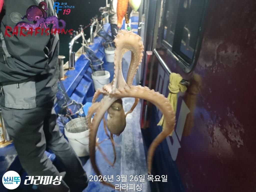 낚시뚜,낙지,돌문어,속천항(진해),라라피싱,낚시뚜10