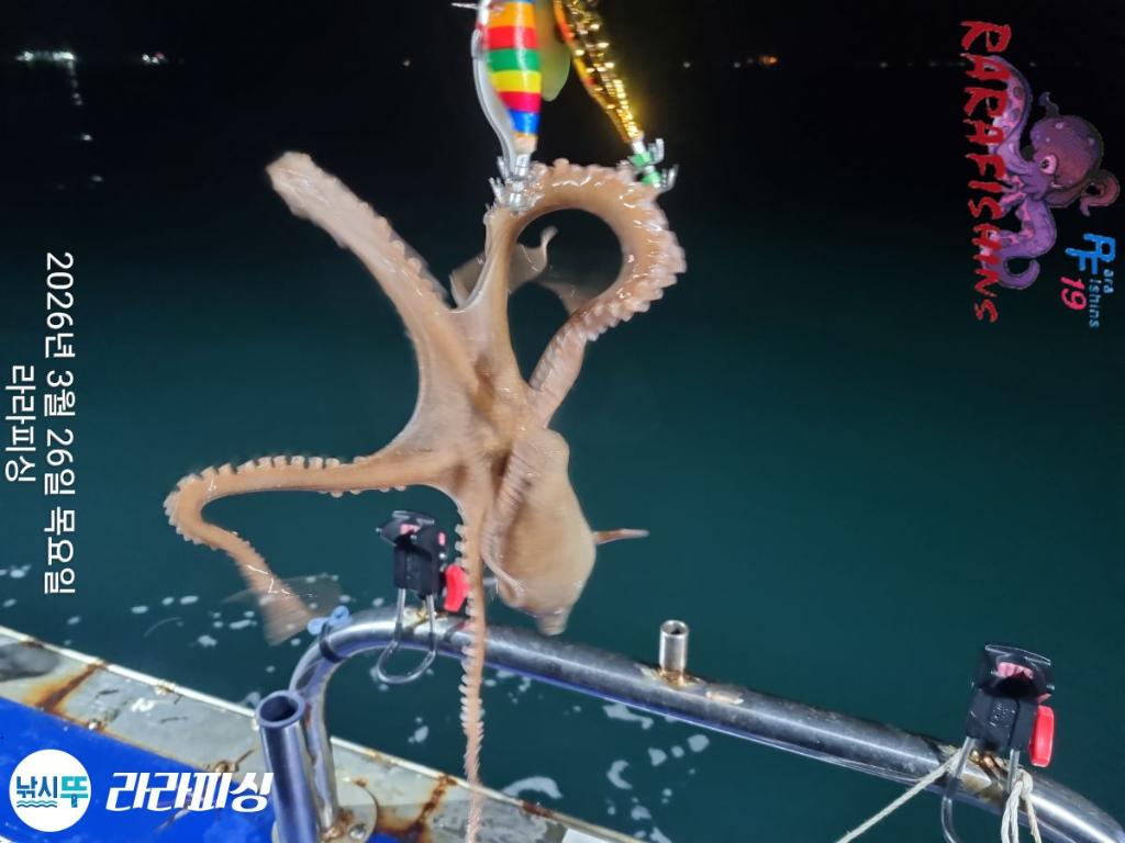 낚시뚜,낙지,돌문어,속천항(진해),라라피싱,낚시뚜8