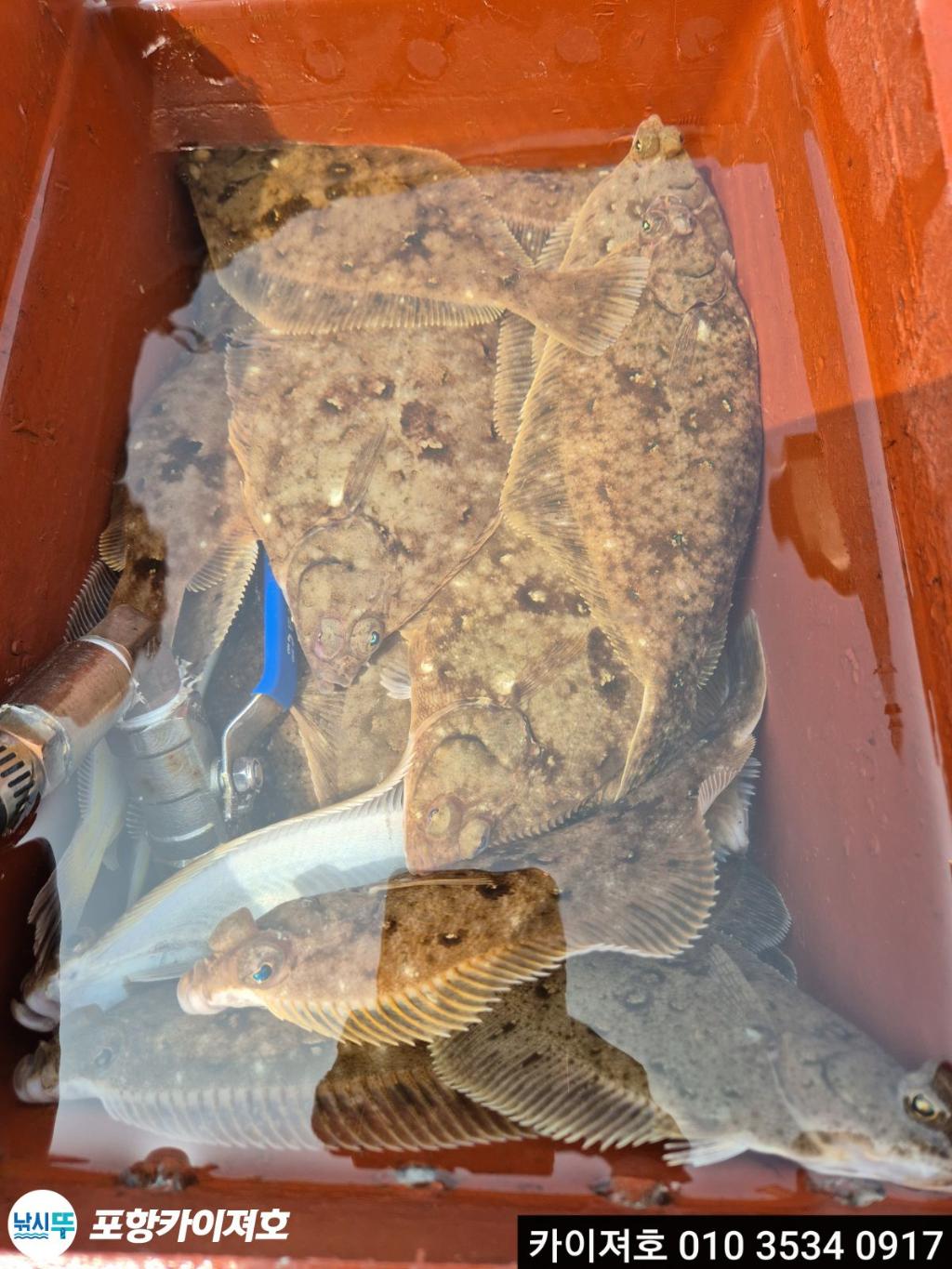 낚시뚜,도다리,영일만항,포항카이져호,낚시뚜36