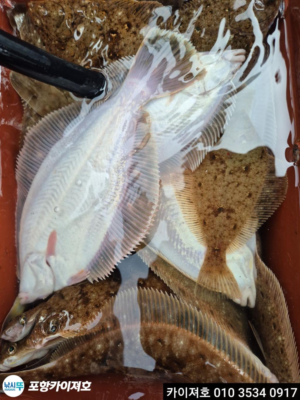 낚시뚜,도다리,영일만항,포항카이져호,낚시뚜35