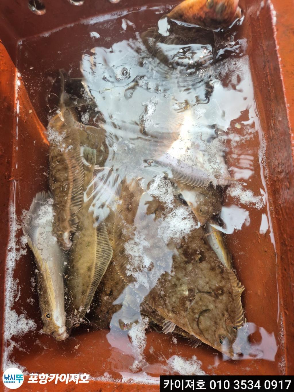 낚시뚜,도다리,영일만항,포항카이져호,낚시뚜34