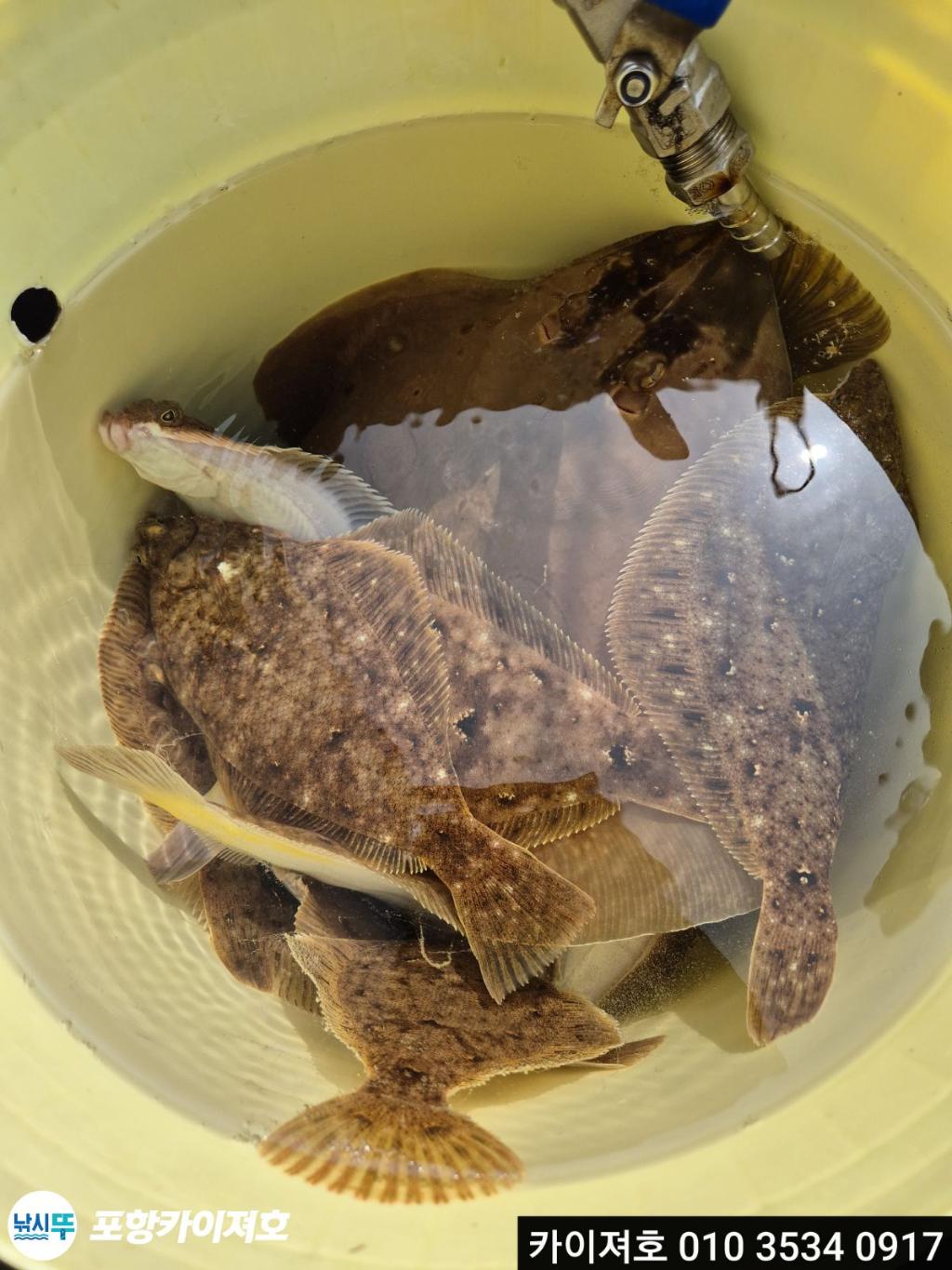 낚시뚜,도다리,영일만항,포항카이져호,낚시뚜28