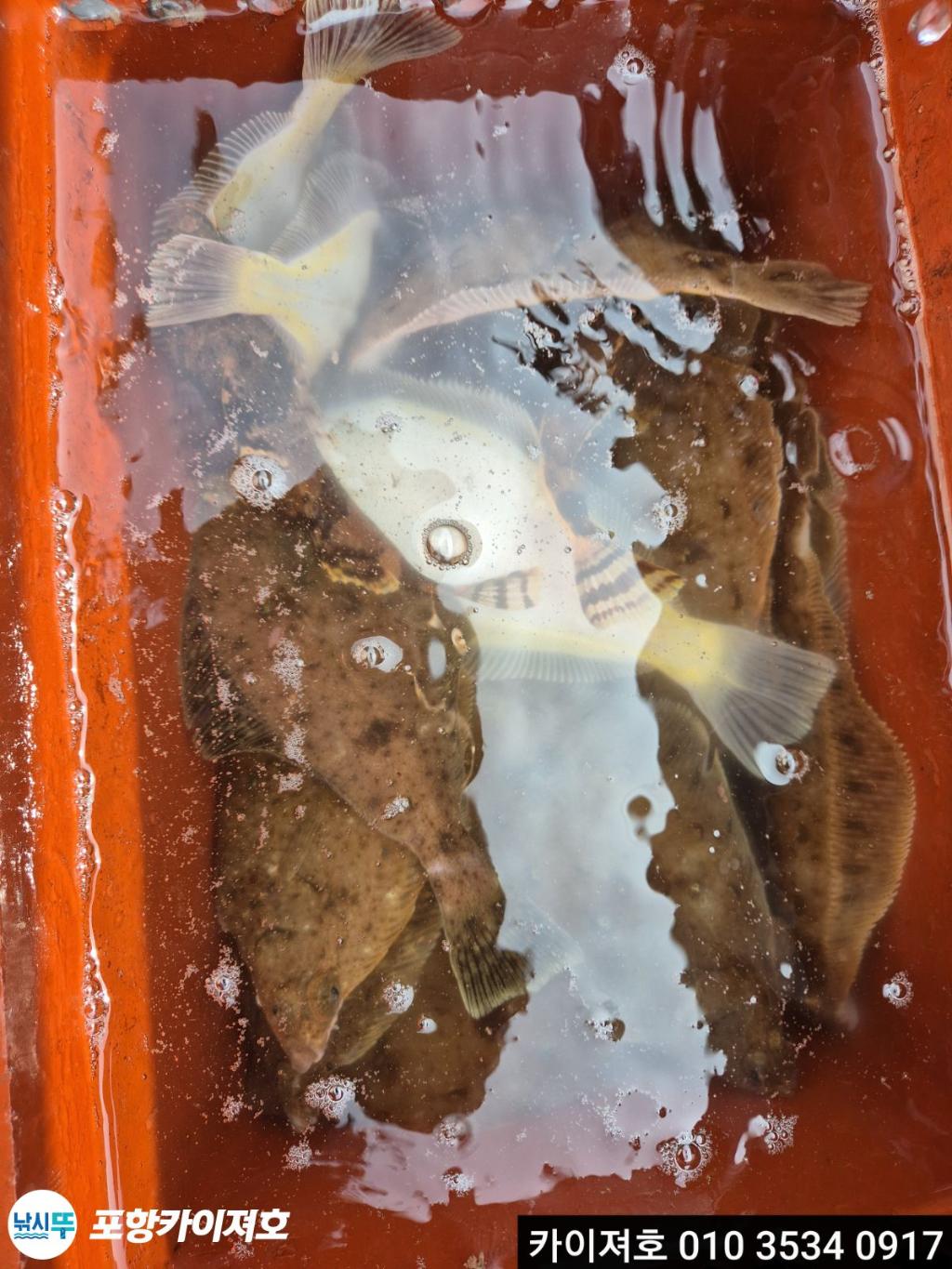 낚시뚜,도다리,영일만항,포항카이져호,낚시뚜27