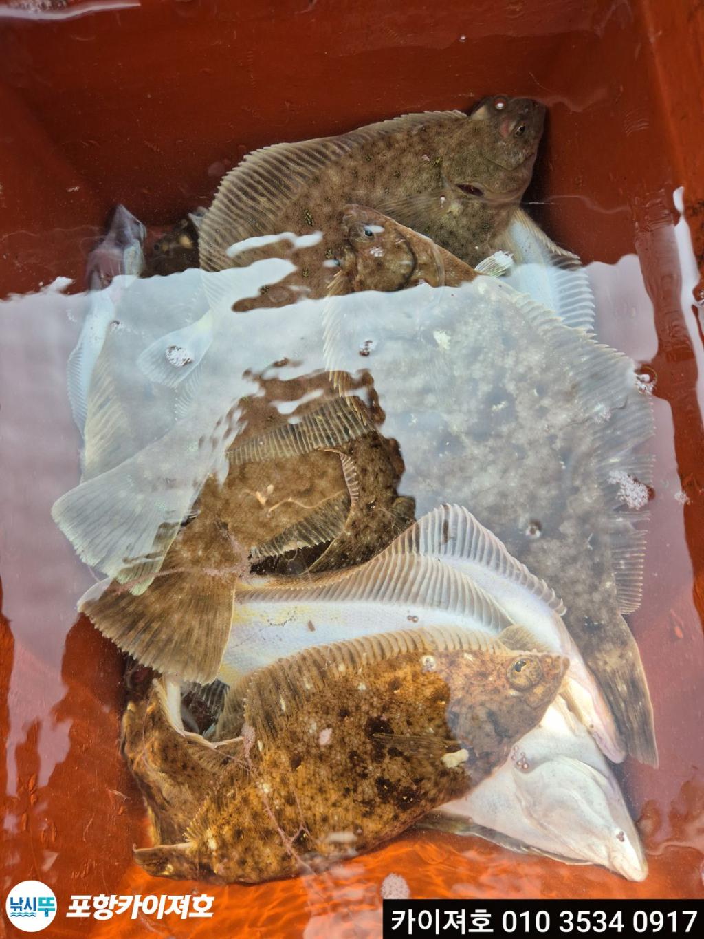 낚시뚜,도다리,영일만항,포항카이져호,낚시뚜26