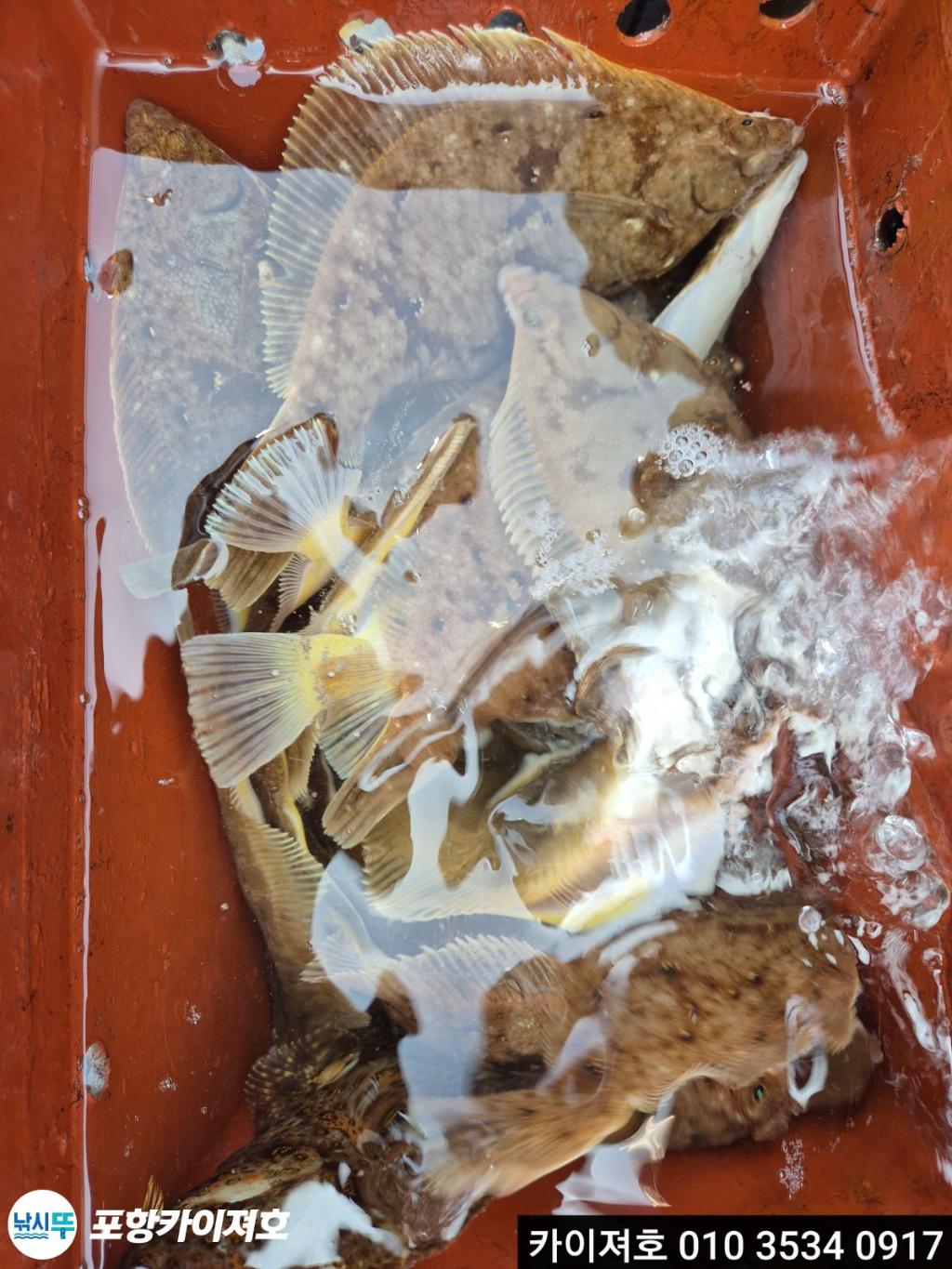 낚시뚜,도다리,영일만항,포항카이져호,낚시뚜23