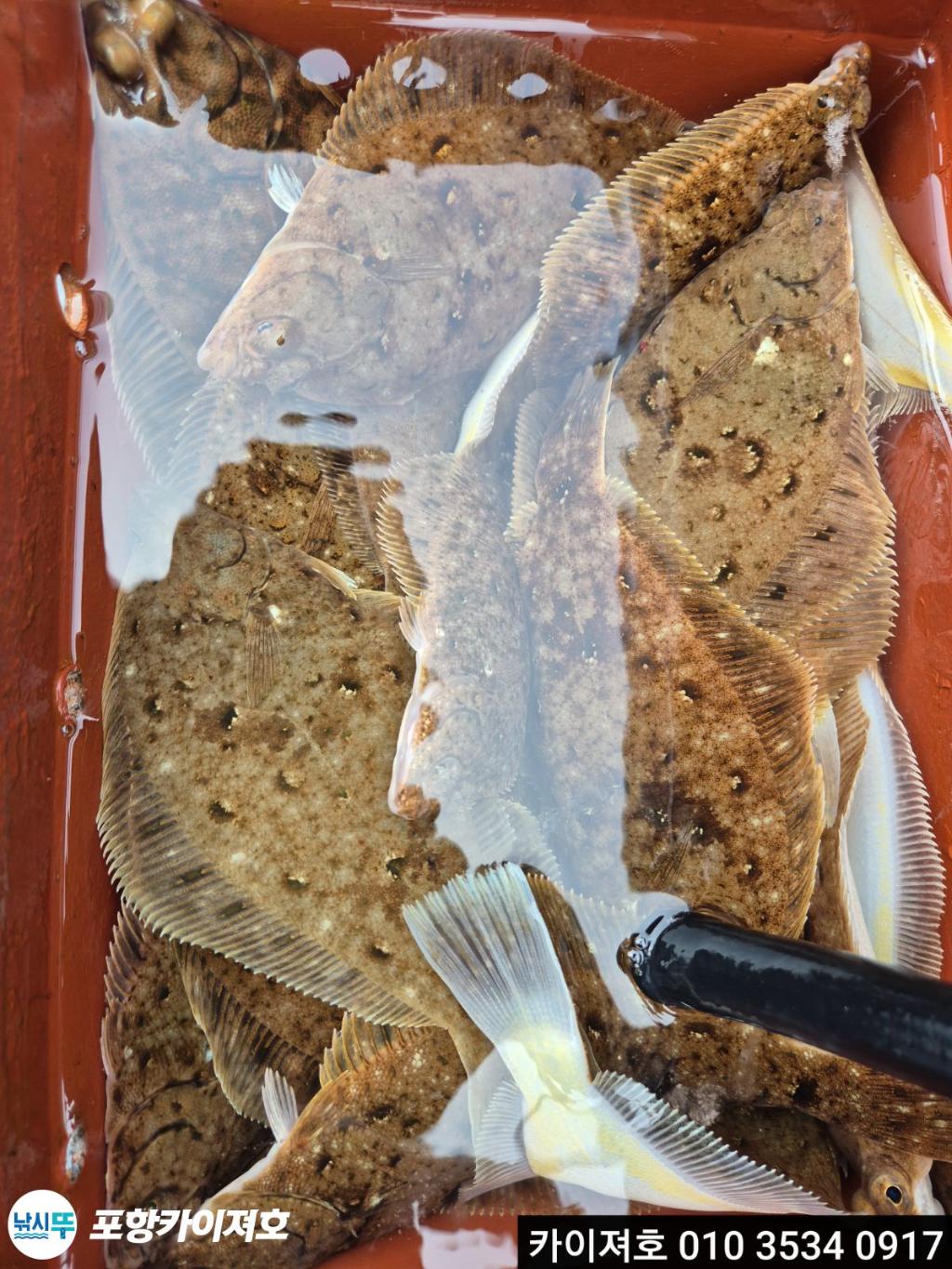 낚시뚜,도다리,영일만항,포항카이져호,낚시뚜22