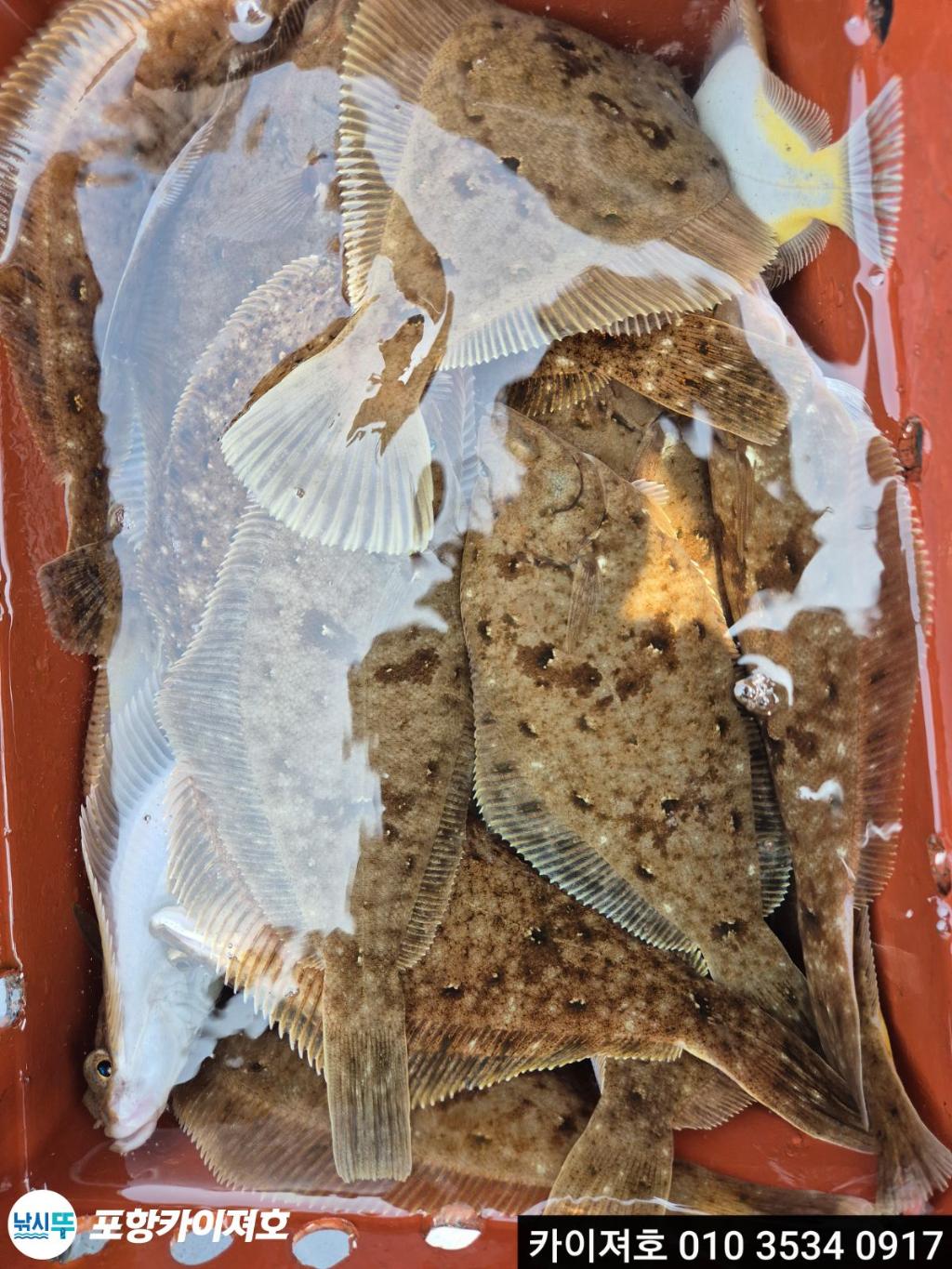 낚시뚜,도다리,영일만항,포항카이져호,낚시뚜17