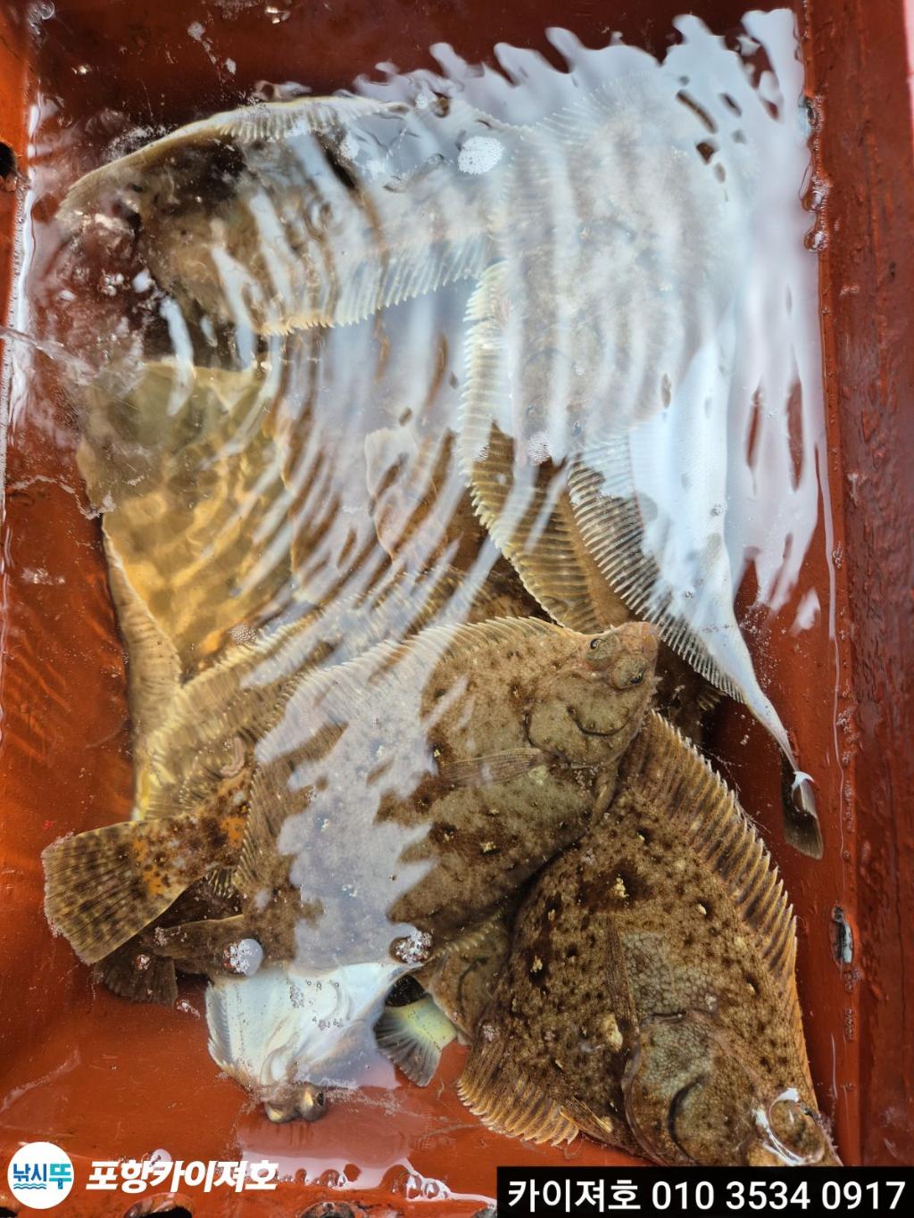 낚시뚜,도다리,영일만항,포항카이져호,낚시뚜16