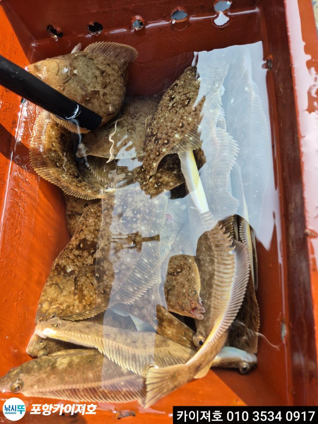 낚시뚜,도다리,영일만항,포항카이져호,낚시뚜15