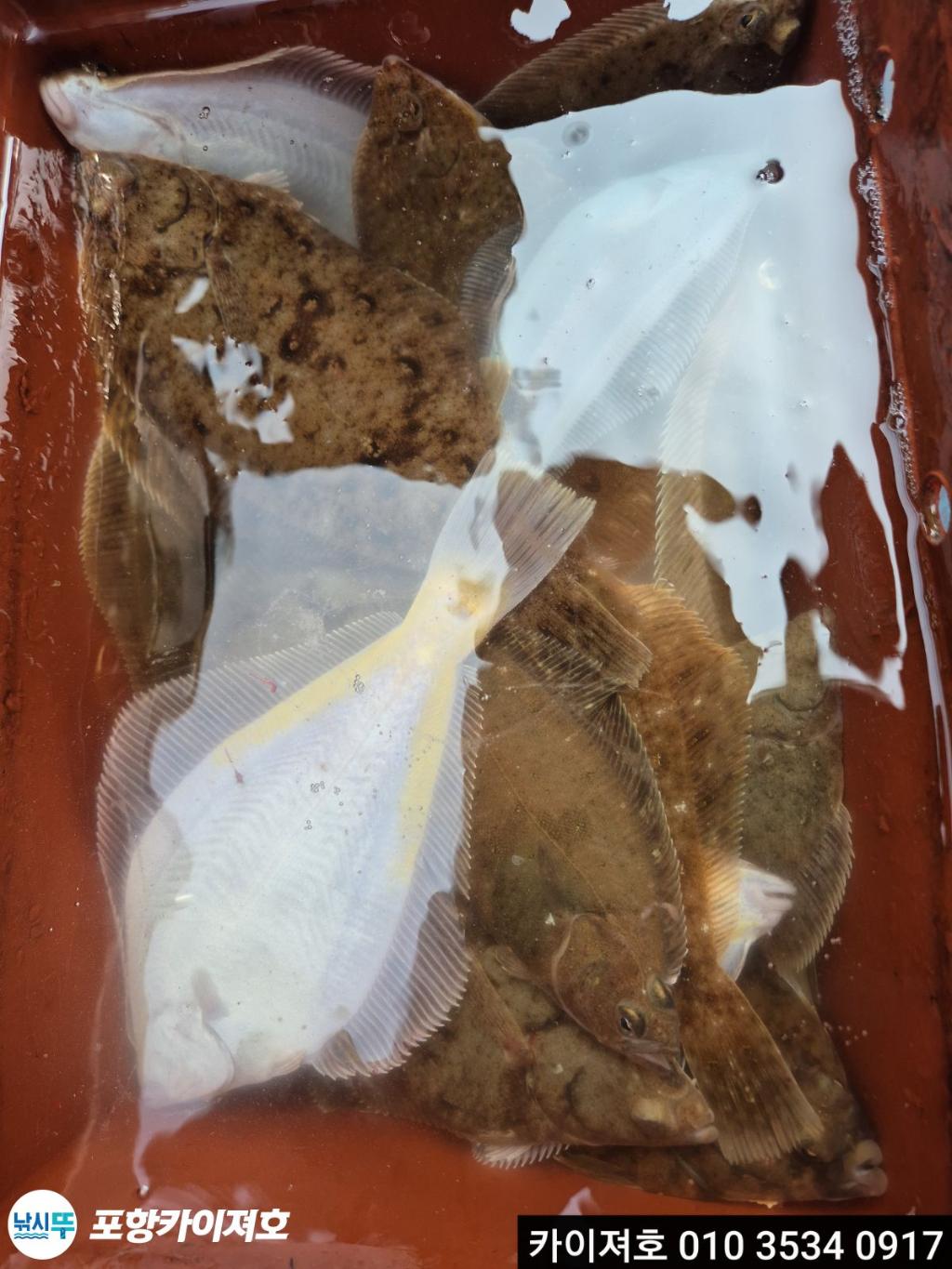 낚시뚜,도다리,영일만항,포항카이져호,낚시뚜14