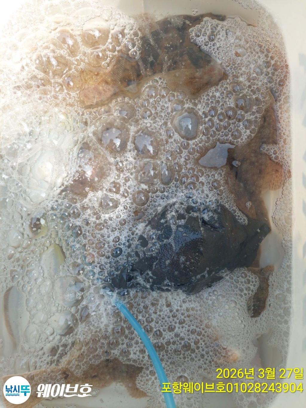 낚시뚜,도다리,가자미,구룡포항,뉴웨이브호,낚시뚜11