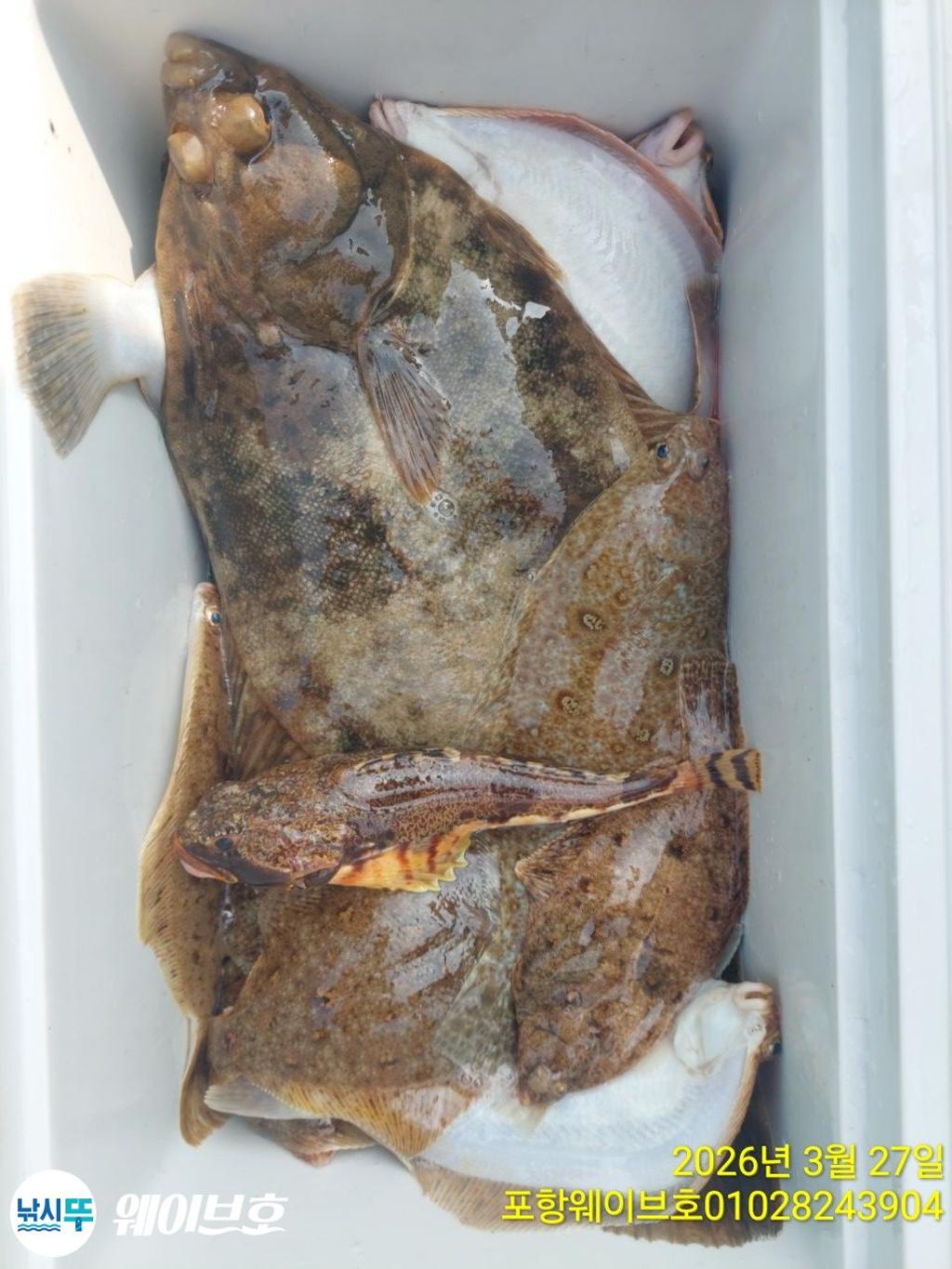 낚시뚜,도다리,가자미,구룡포항,뉴웨이브호,낚시뚜10