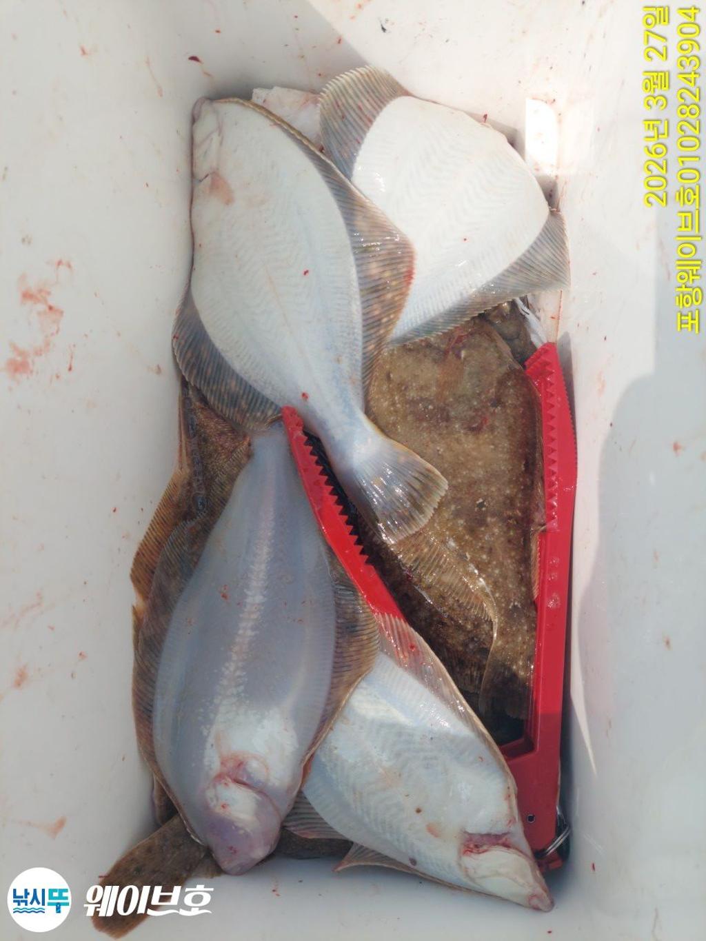 낚시뚜,도다리,가자미,구룡포항,뉴웨이브호,낚시뚜9