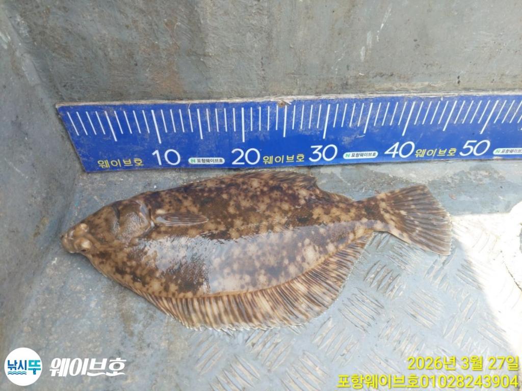 낚시뚜,도다리,가자미,구룡포항,뉴웨이브호,낚시뚜1