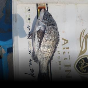 조황, 신지 신바다호