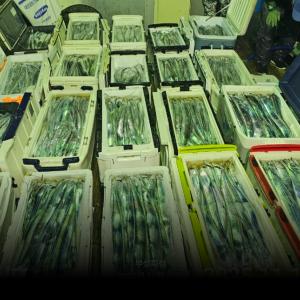 조황, [부성피싱호]열기+갈치+오징어+한치 다잡아출조합니다 !! 낼(토욜)자리여유!!1시까지오세요