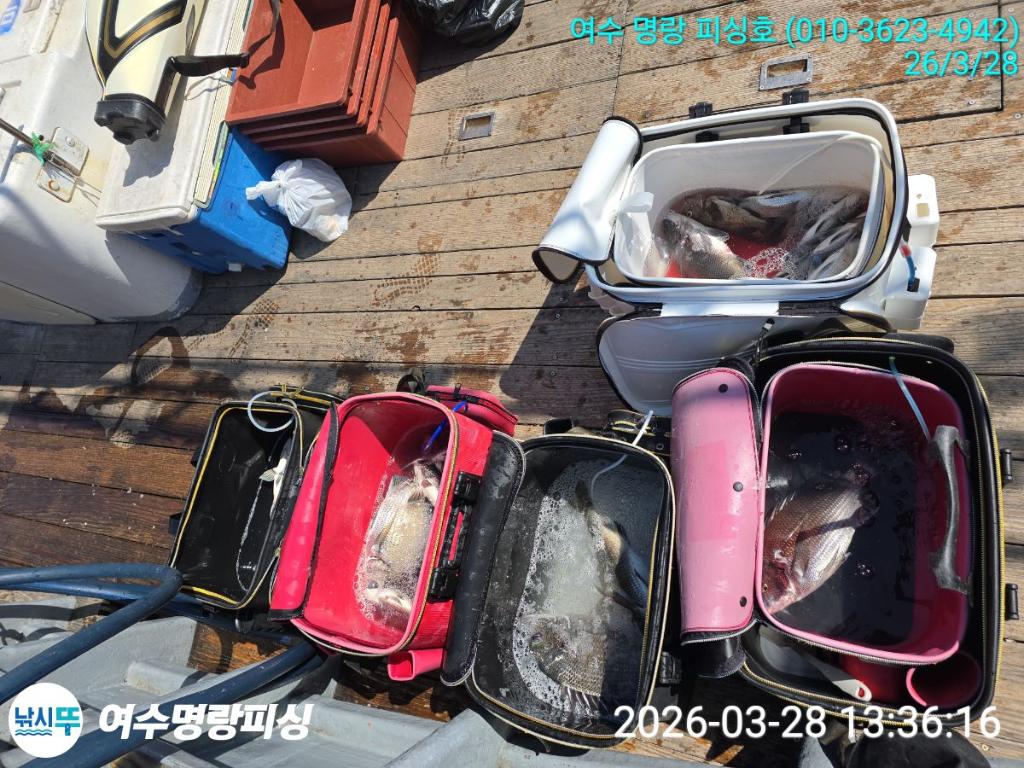 낚시뚜,감성돔,국동항,여수명랑피싱,낚시뚜6