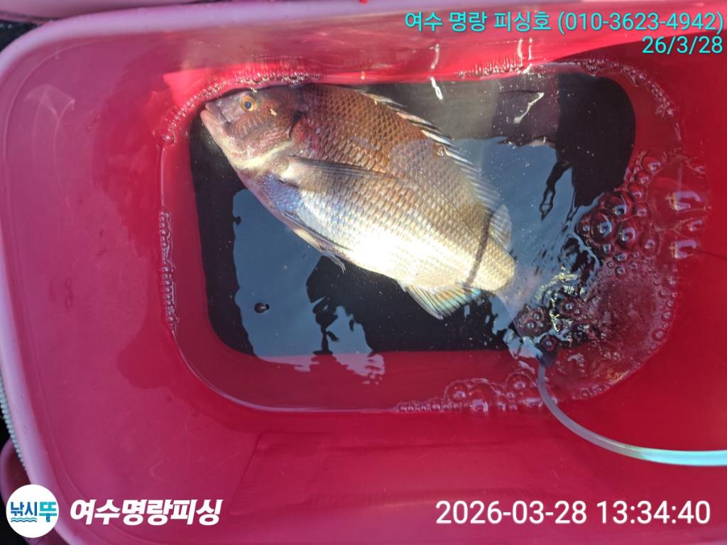 낚시뚜,감성돔,국동항,여수명랑피싱,낚시뚜5