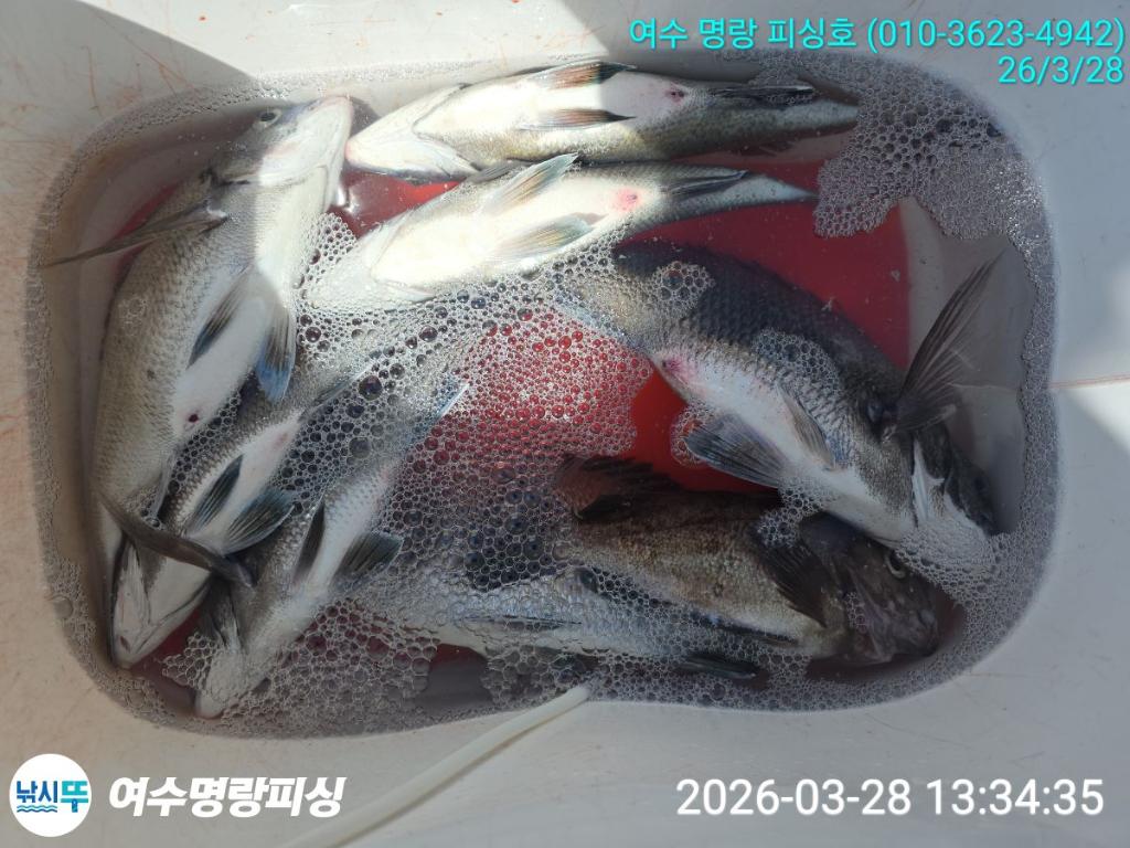 낚시뚜,감성돔,국동항,여수명랑피싱,낚시뚜4