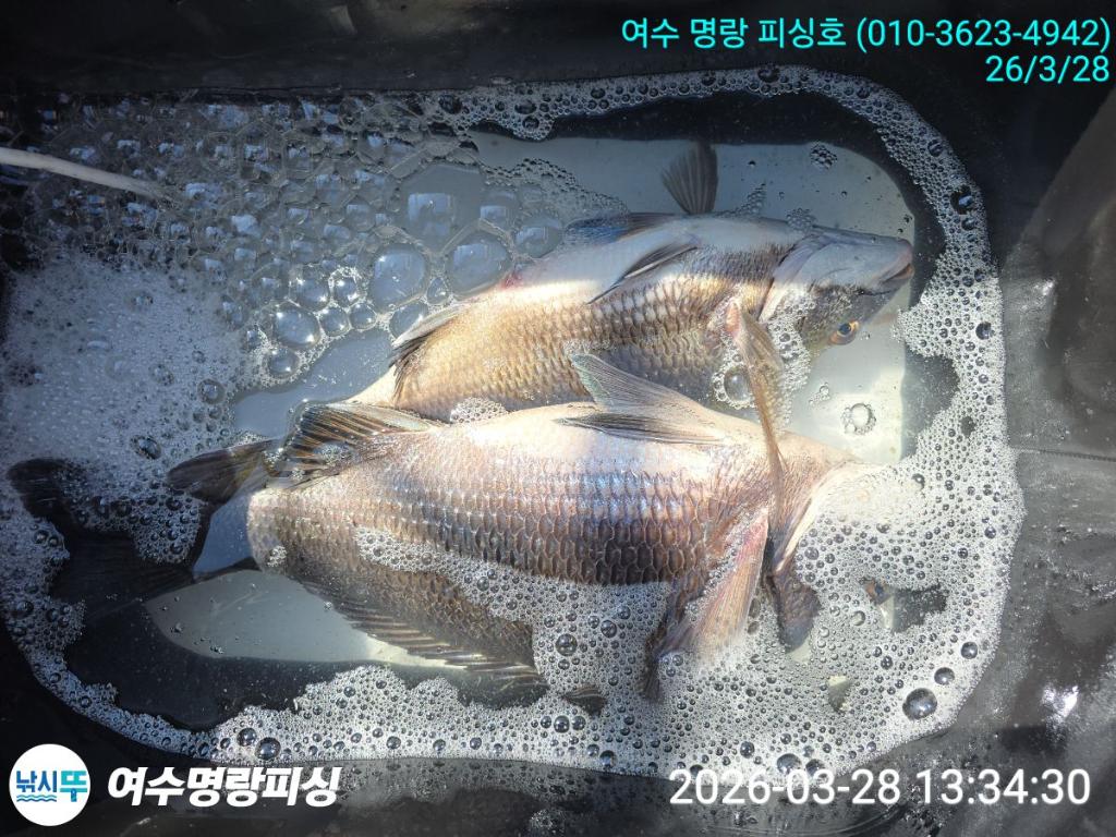 낚시뚜,감성돔,국동항,여수명랑피싱,낚시뚜3