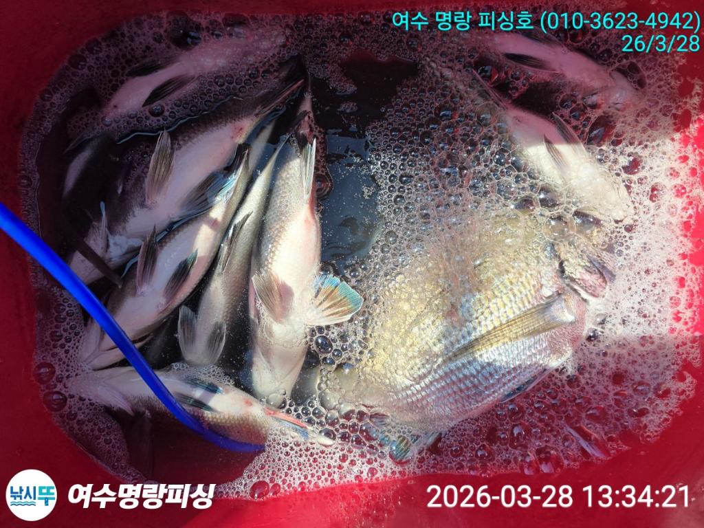 낚시뚜,감성돔,국동항,여수명랑피싱,낚시뚜2