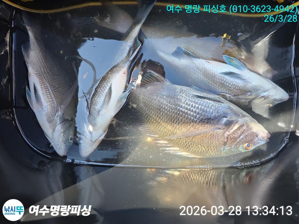 낚시뚜,감성돔,국동항,여수명랑피싱,낚시뚜1