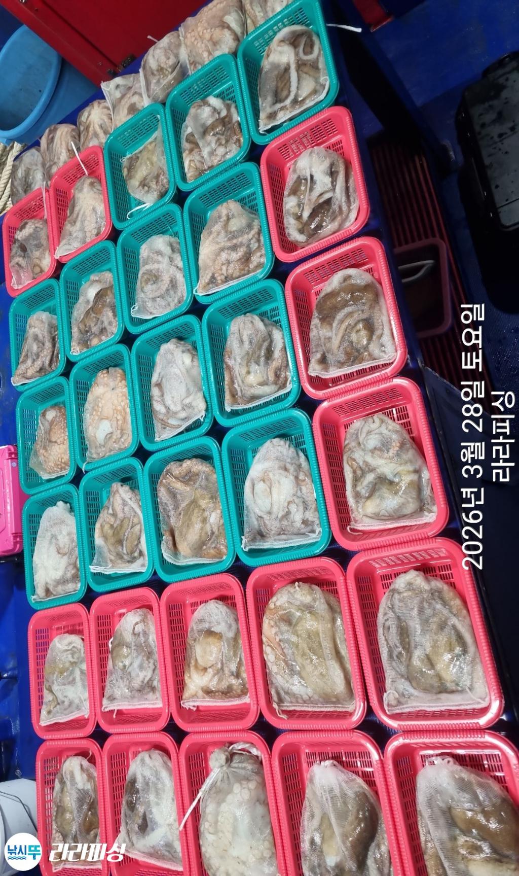 낚시뚜,낙지,속천항(진해),라라피싱,낚시뚜15