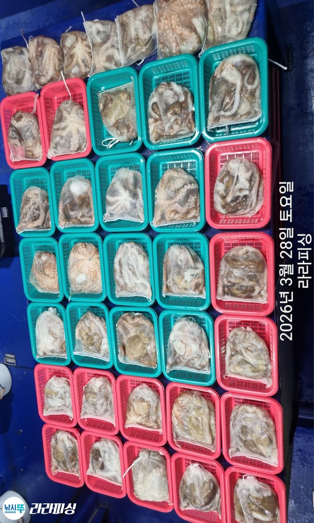 낚시뚜,낙지,속천항(진해),라라피싱,낚시뚜13