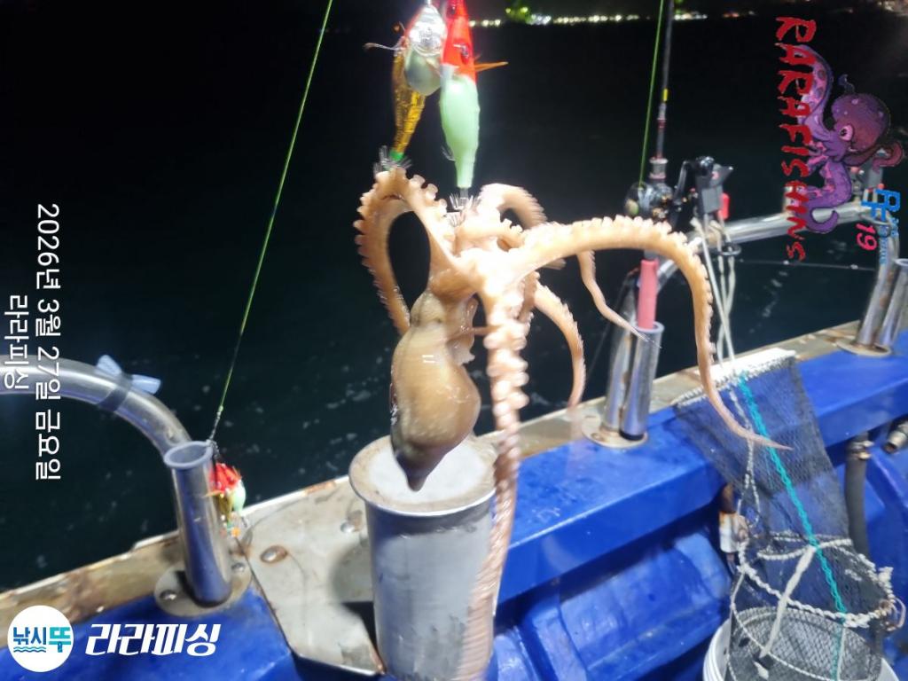 낚시뚜,낙지,속천항(진해),라라피싱,낚시뚜8