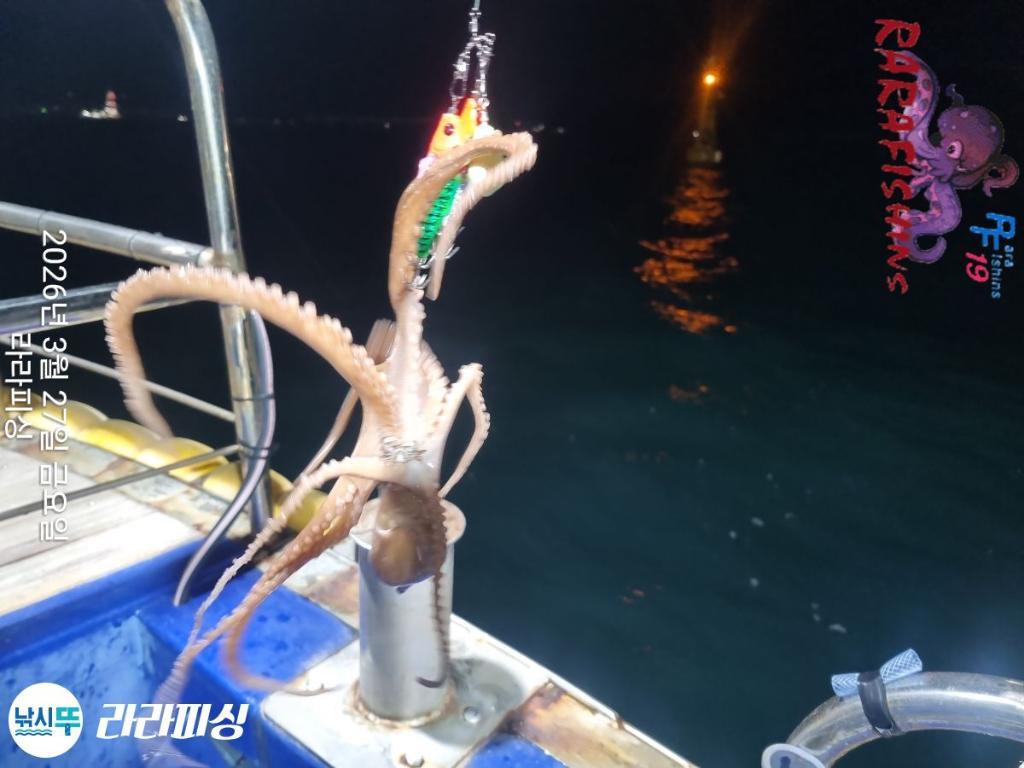 낚시뚜,낙지,속천항(진해),라라피싱,낚시뚜7