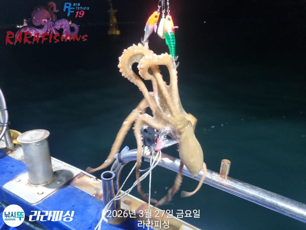 낚시뚜,낙지,속천항(진해),라라피싱,낚시뚜6