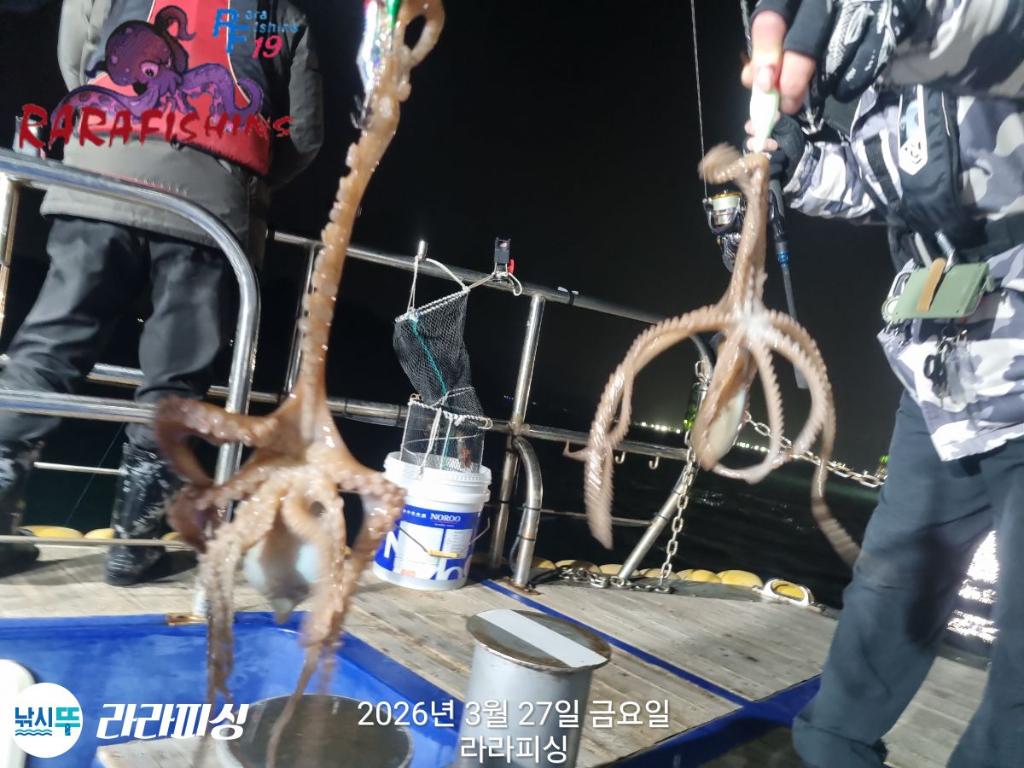 낚시뚜,낙지,속천항(진해),라라피싱,낚시뚜2