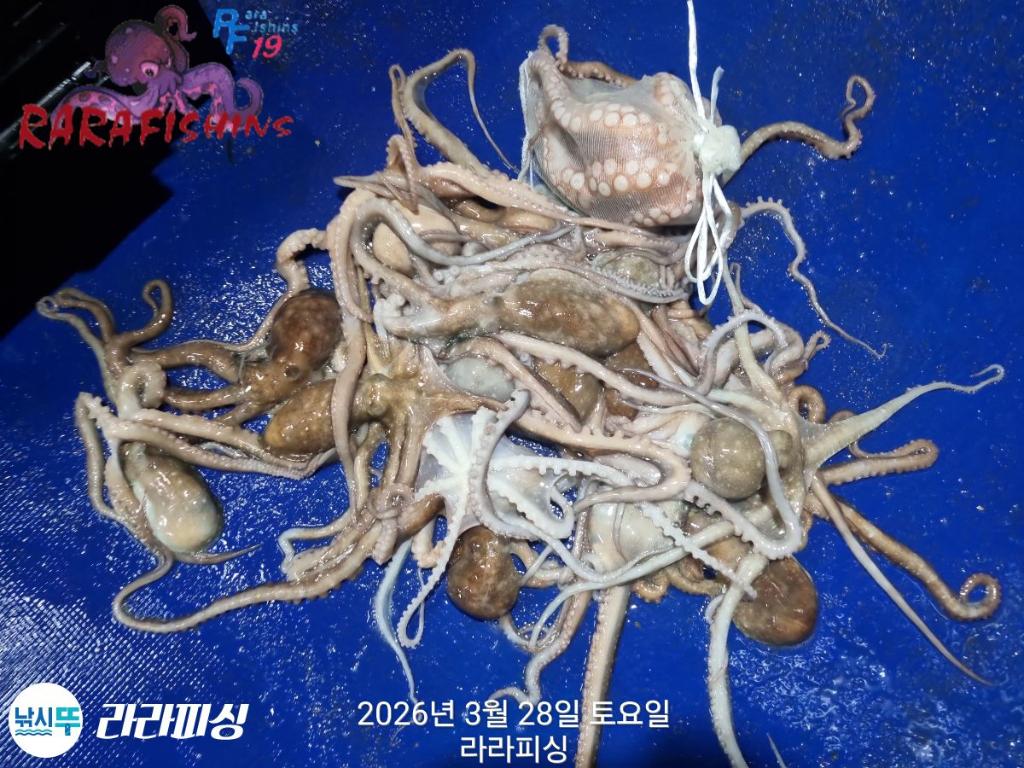 낚시뚜,낙지,속천항(진해),라라피싱,낚시뚜16