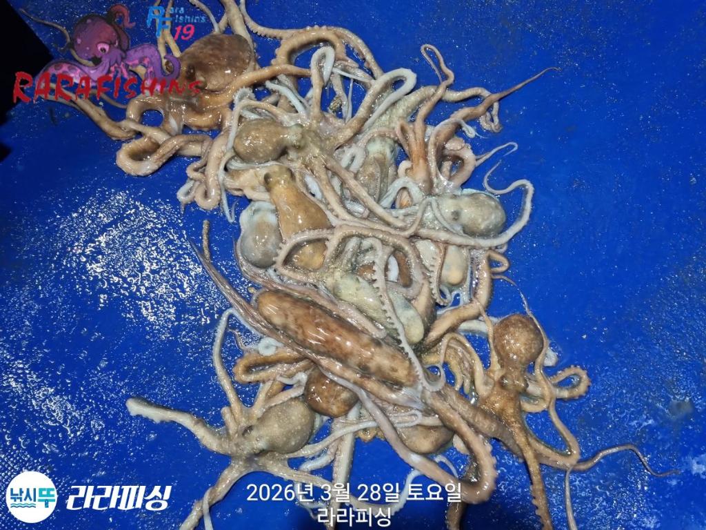 낚시뚜,낙지,속천항(진해),라라피싱,낚시뚜15