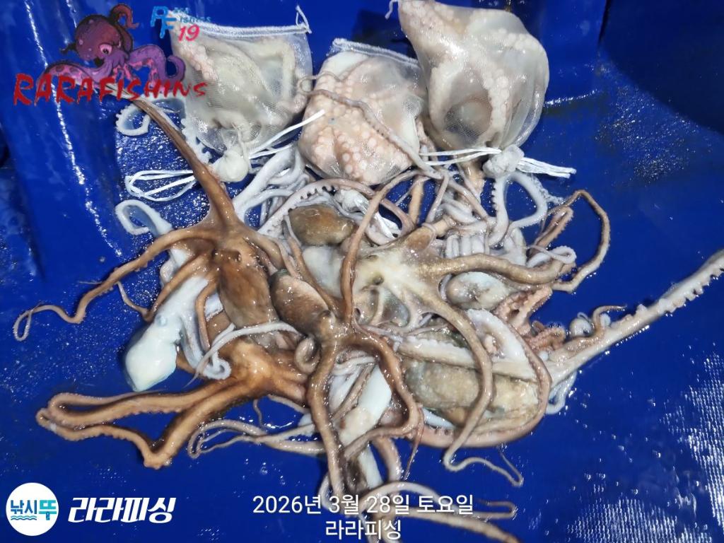 낚시뚜,낙지,속천항(진해),라라피싱,낚시뚜14