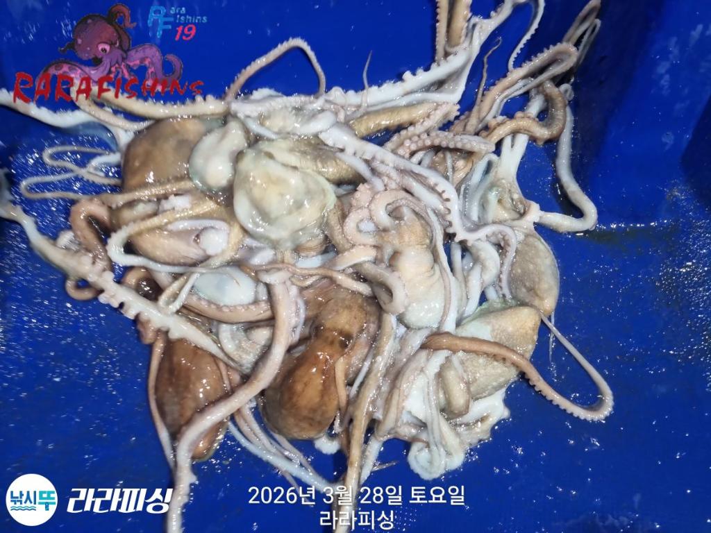 낚시뚜,낙지,속천항(진해),라라피싱,낚시뚜13