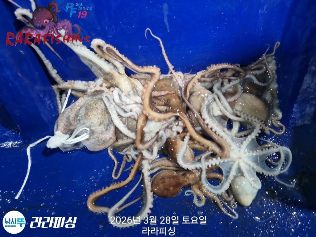 낚시뚜,낙지,속천항(진해),라라피싱,낚시뚜12