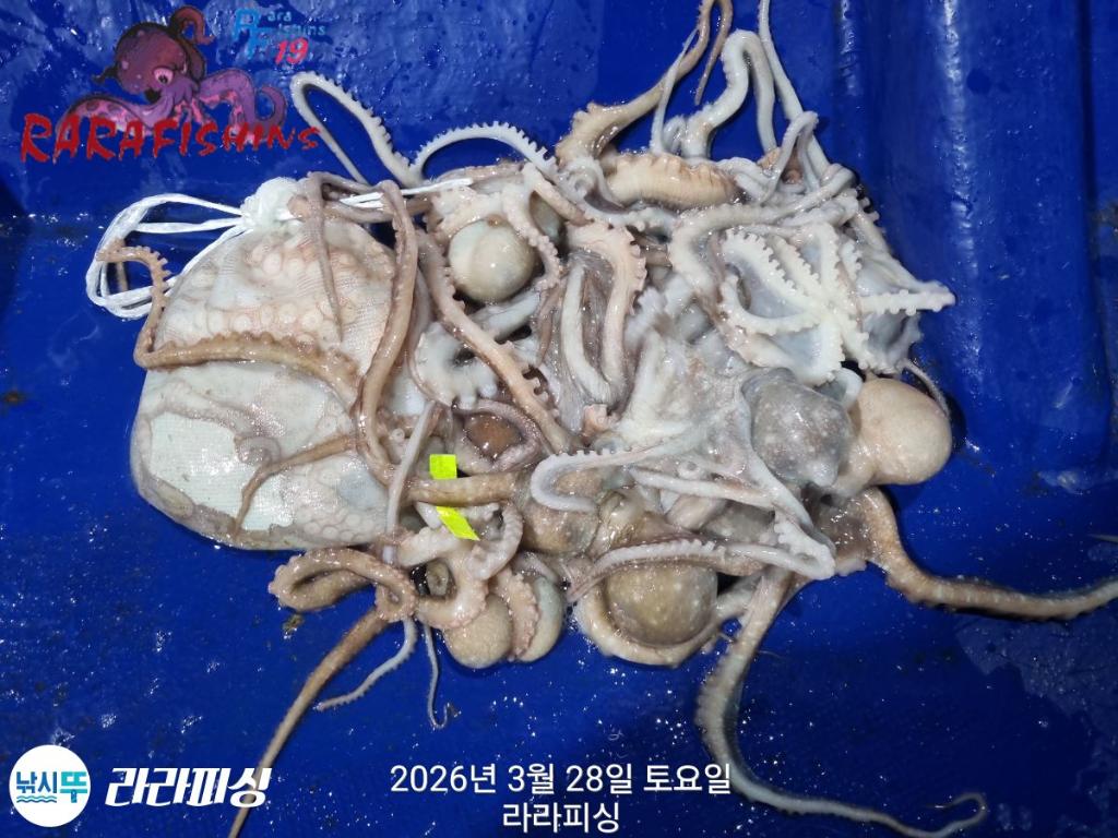 낚시뚜,낙지,속천항(진해),라라피싱,낚시뚜11