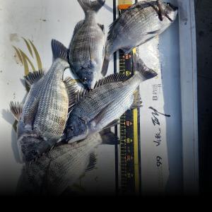 조황, 신지 신바다호